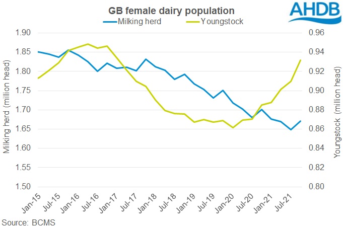 Line graph showing trends in the size of the GB milking herd and youngstock herd